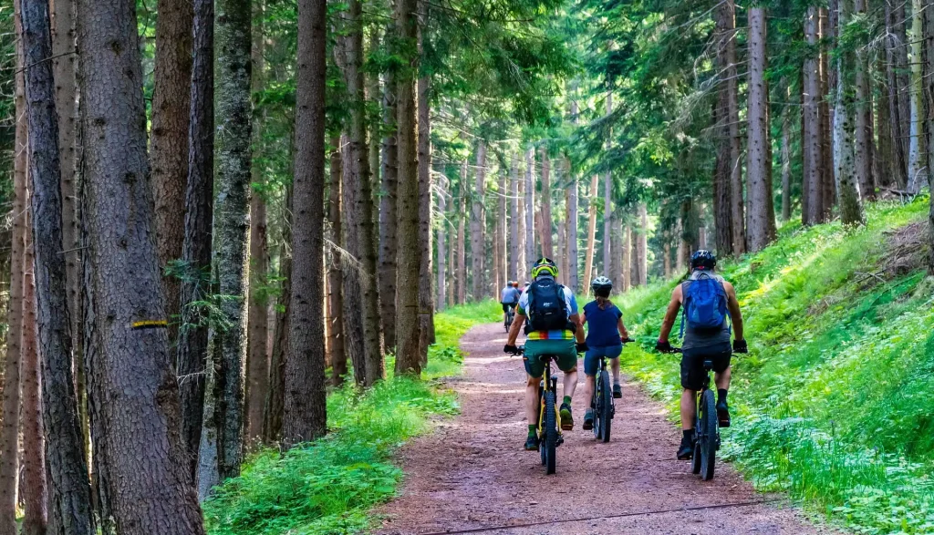 Cycling through a forest